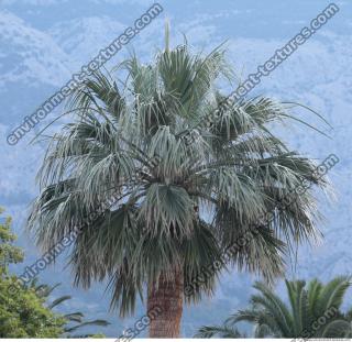 Photo Texture of Palm Tree 0002